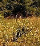 080_28129.jpg